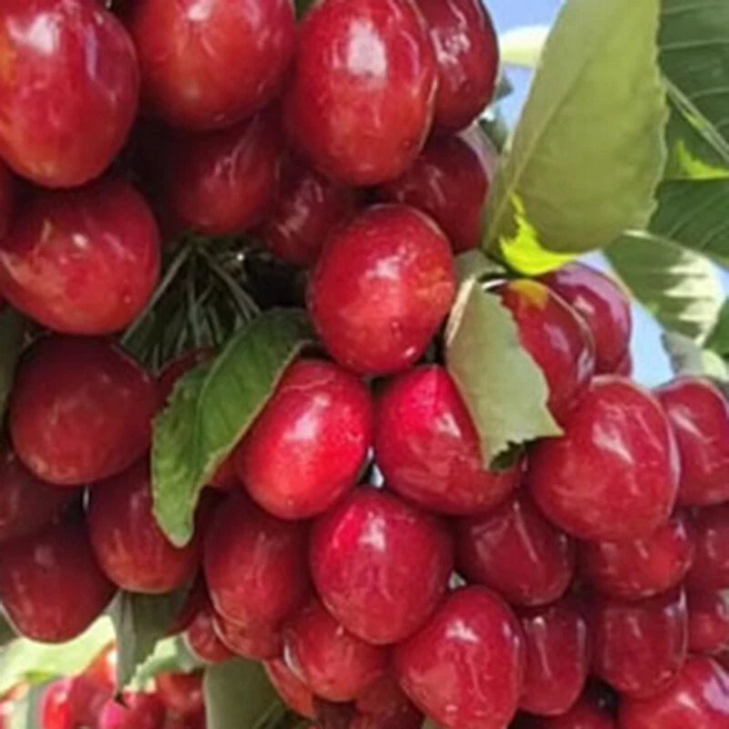 Red Cherry Edible Fruit Tree Seeds for Planting