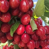 Red Cherry Edible Fruit Tree Seeds for Planting