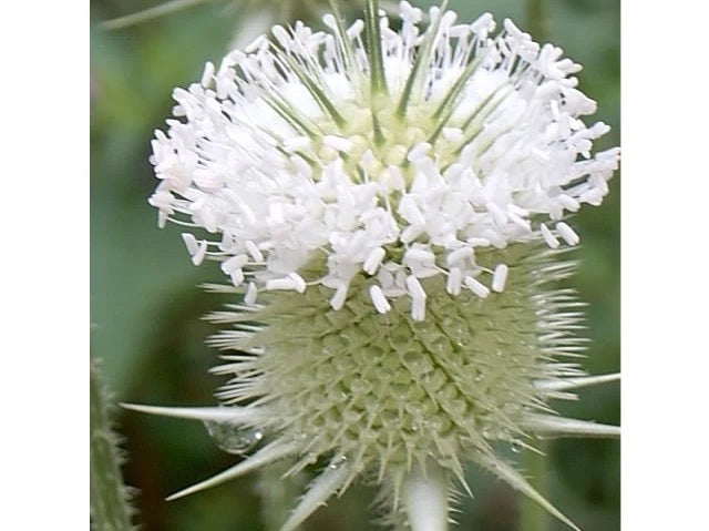 Common Teasel Dipsacus Sylvestris – Tall Perennial Flower Seeds