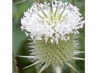 Common Teasel Dipsacus Sylvestris – Tall Perennial Flower Seeds