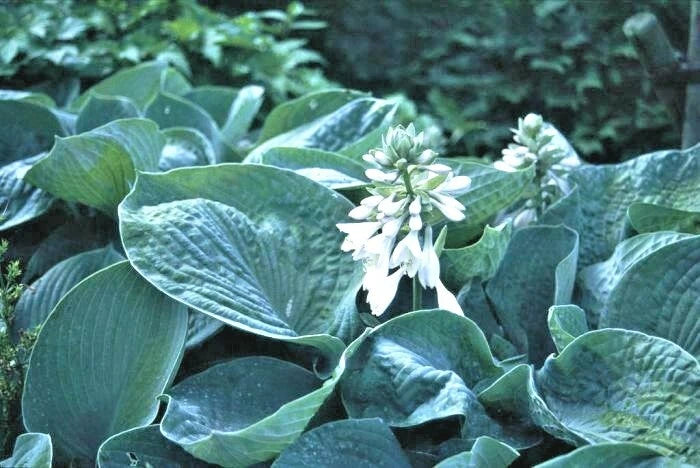 Hosta Sieboldiana Elegans – Hardy Blue Green Perennial Flower Seeds