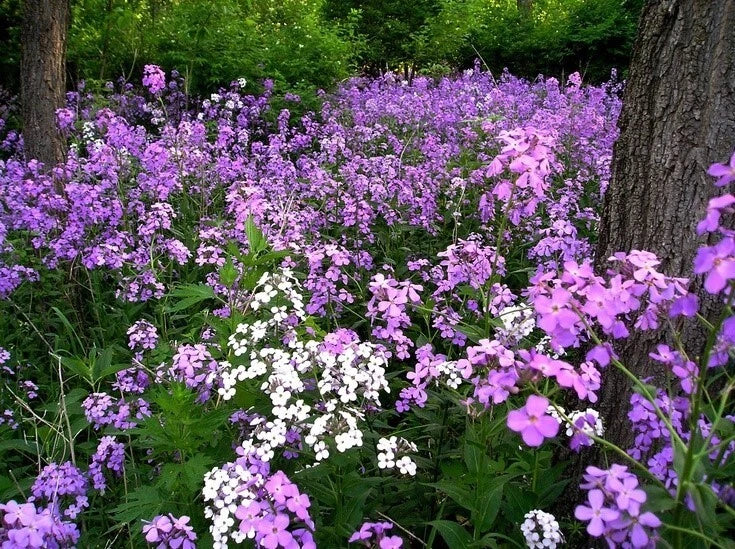 Hesperis Matronalis + Seeds Fragrant Purple Dames Rocket Flowers – Colorful Garden Flower Seeds