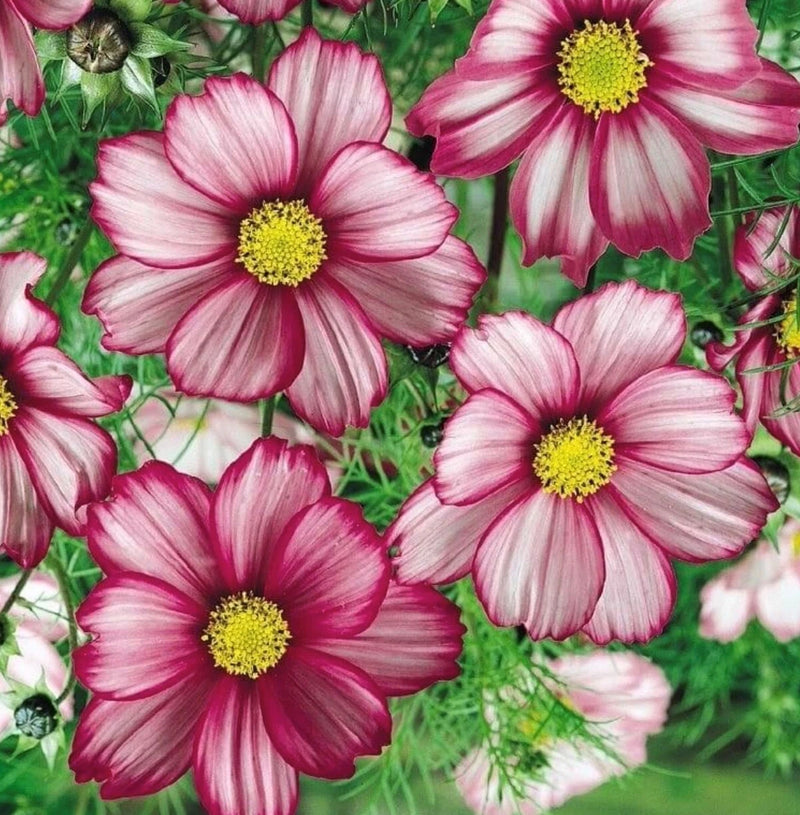 Picotee Cosmos Bipinnatus Colorful Garden Flower Seeds