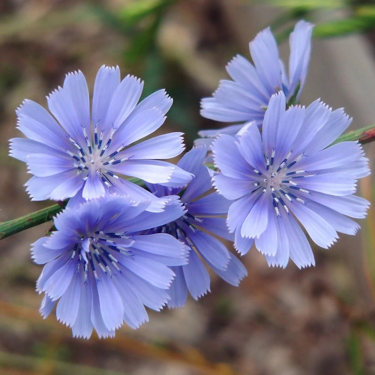 Chicory Hardy Wildflower Seeds