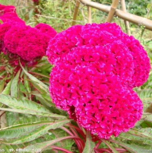 Celosia Cristata – Mixed Cockscomb Garden Flower Seeds
