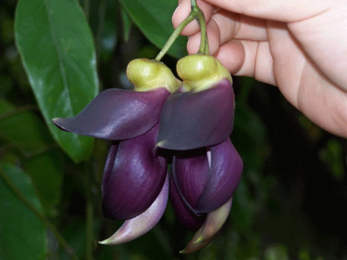 Mucuna Sempervirens – Ornamental Climbing Flower Seeds