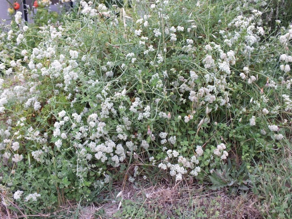 California Buckwheat Eriogonum Fasciculatum – Dwarf Flower Seeds