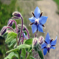 Borage – Blue Flower Herb Seeds for Garden