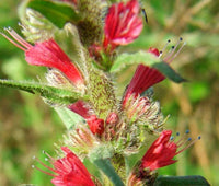 Red Russian Bugloss Echium Russicum Rubrum – Colorful Flower Seeds