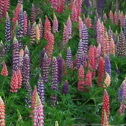 Lupine Russel Mix Lupinus Polyphyllus Perennial Flower Seeds