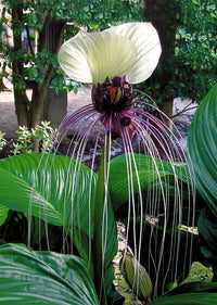 Tacca Nivea White – Bat Flower Exotic Garden Seeds