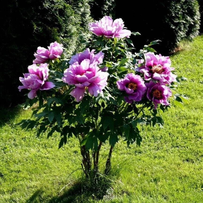 Tree Peony Mountain Paeonia Suffruticosa Arborea Color Mix Flower