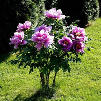 Tree Peony Mountain Paeonia Suffruticosa Arborea Color Mix Flower
