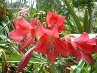 Crinum Lily Ellen Bosanquet Large Blooming-size Bulb - Flower Seeds