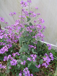 Purple Money Plant Lunaria Annua – Perennial Flower Garden Seeds