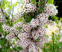 Xanthoceras Sorbifolium – Hardy Yellowhorn Shrub Tree Seeds