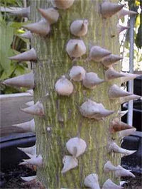Ceiba Speciosa – Pink Silk Floss Garden Tree Seeds
