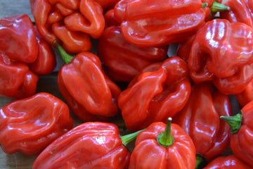Mammoth Habanero Lee’s Hot Chili Pepper Seeds