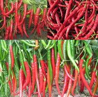 Chili Pepper – Red Spicy Vegetable Seeds