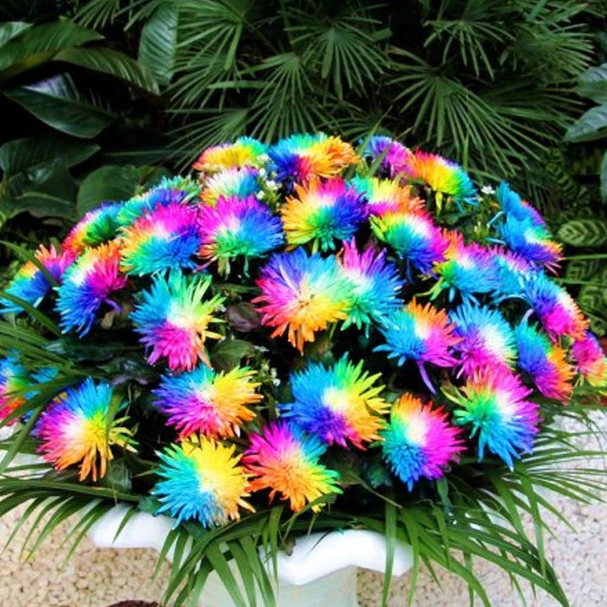 Rare Rainbow Chrysanthemum Seeds Flowers Seed Bright Color Plants -