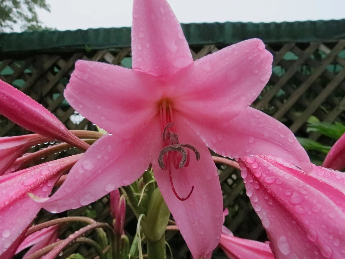 Crinum Lily Kitty Clint Medium-size Bulb New - Flower Seeds
