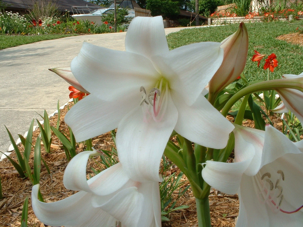 Crinum Lily African Queen Large Blooming-size Bulb - New - Flower