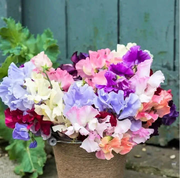 Royal Family Sweet Pea Lathyrus Odoratus Fragrant Flower Seeds