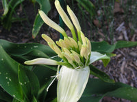 Crinum Lily Asiaticum Aurea Maculate Large Blooming-size Bulb - New -