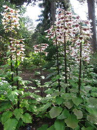 Cardiocrinum Giganteum Giant Himalayan Lily Fragrant Perennial Flowers – Colorful Garden Flower Seeds