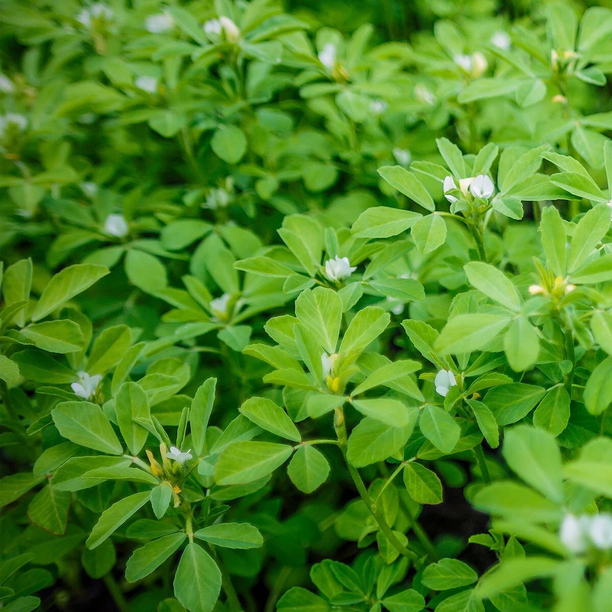 Lb Fenugreek Herb Everwilde Farms Mylar Packet – Flower Seeds – Product Image