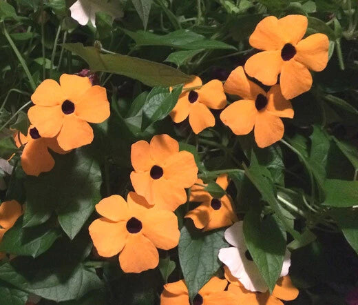 Black Eyed Susan Vine Thunbergia Alata – Climbing Flower Seeds