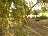 Prosopis Cineraria Khejri Evergreen Tree Seeds