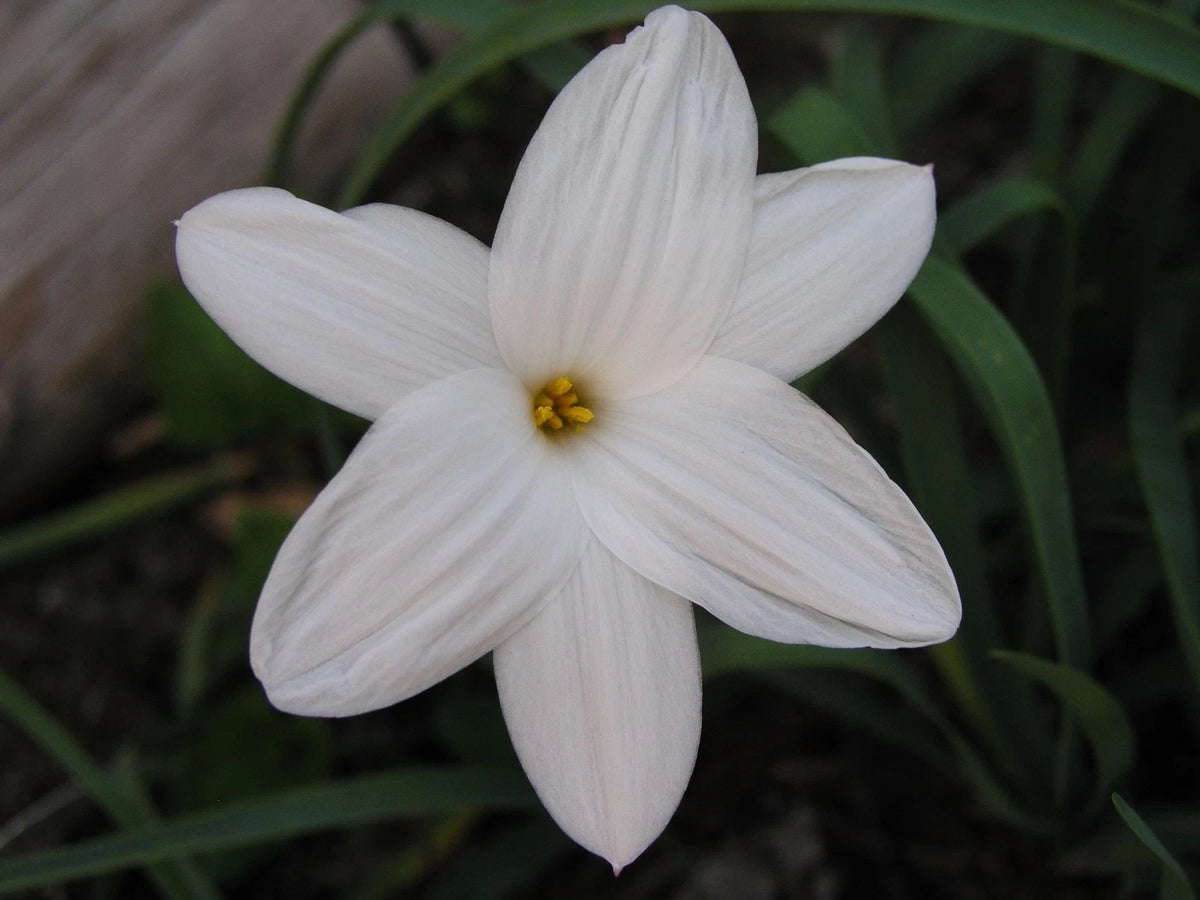 Rain Lily Zephyranthes Drummondii Fedora New Habranthus - Flower Seeds