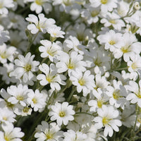 Snow in Summer – Hardy Wildflower Garden Seeds