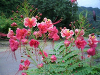 Caesalpinia Pulcherrima Pink – Ornamental Shrub Tree Seeds