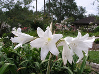 Crinum Lily White – Fragrant Flower Seeds