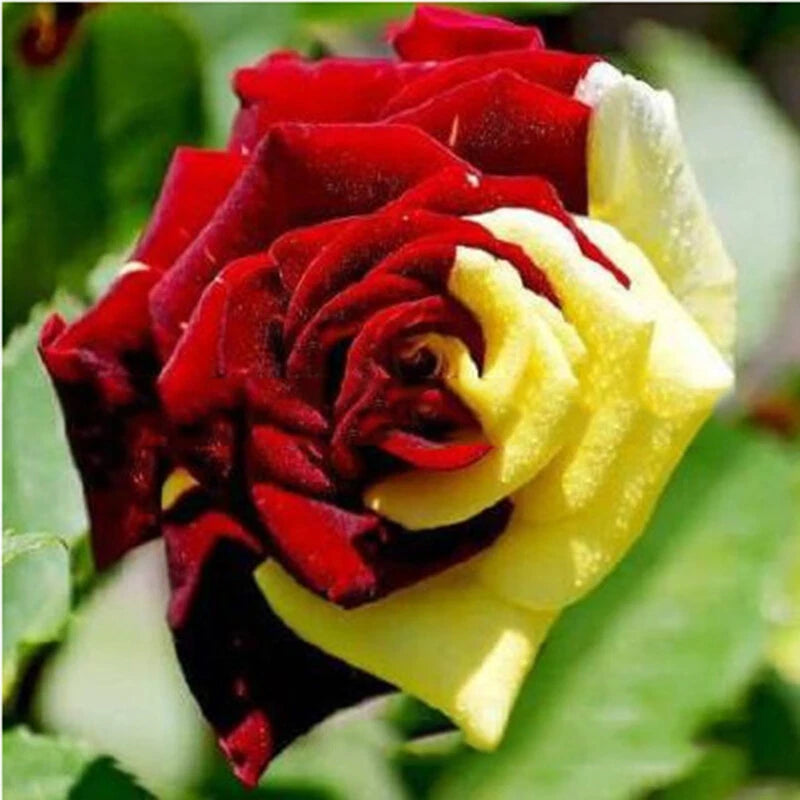 Mixed Rose Perennial Garden Flower Seeds