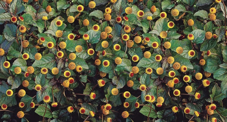 Toothache Herb Spilanthes – Flowering Culinary Herb Seeds