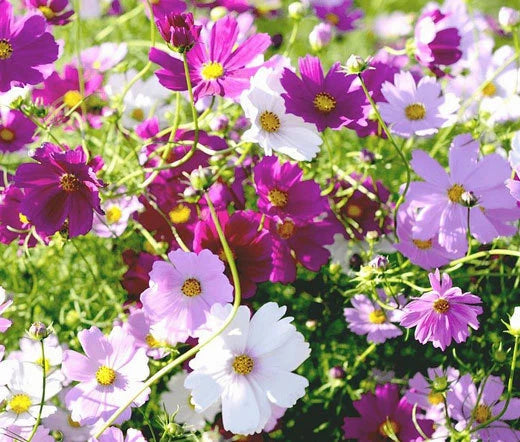 Cosmos Sensation Mix Cosmos Bipinnatus – Colorful Garden Flower Seeds
