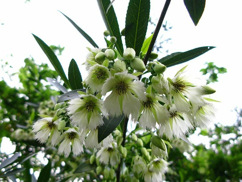 Elaeocarpus Floribundus Flowering Tree Indian Olive Jolpai Usa – Hardy Fruit Tree Seeds
