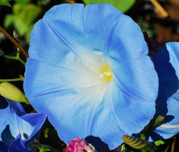 Morning Glory Heavenly Blue Ipomoea Tricolor – Climbing Garden Flower Seeds