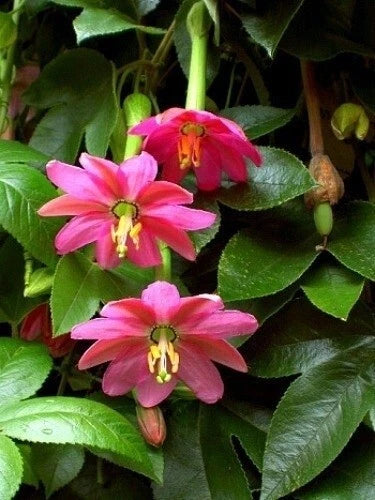 Passiflora Mollissima Banana Passion Fruit Climbing Vine – Fruit Seeds – Product Image