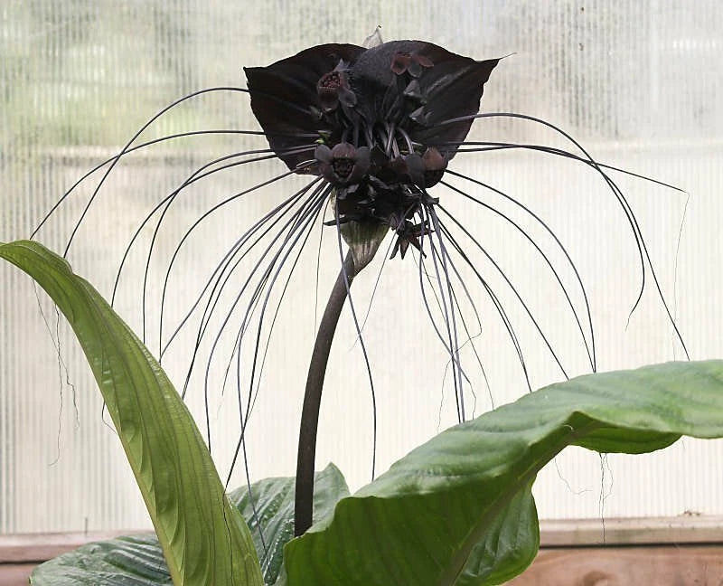 Tacca Chantrieri Black Bat Tropical Flower Seeds