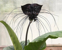 Tacca Chantrieri Black Bat Tropical Flower Seeds