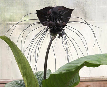 Tacca Chantrieri Black Bat Tropical Flower Seeds