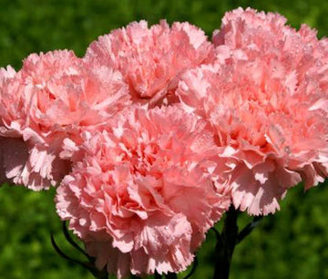 Carnation Grenadin Rose Dianthus Caryophyllus – Perennial Garden Flower Seeds