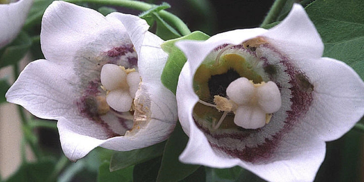 Codonopsis Dang Shen Codonopsis Pilosula Bonnet Bellflower Perennial – – Product Image
