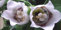 Codonopsis Dang Shen Codonopsis Pilosula Bonnet Bellflower Perennial – – Product Image