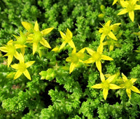 Gold Moss Stonecrop Sedum Acre Hardy Groundcover Flower Seeds