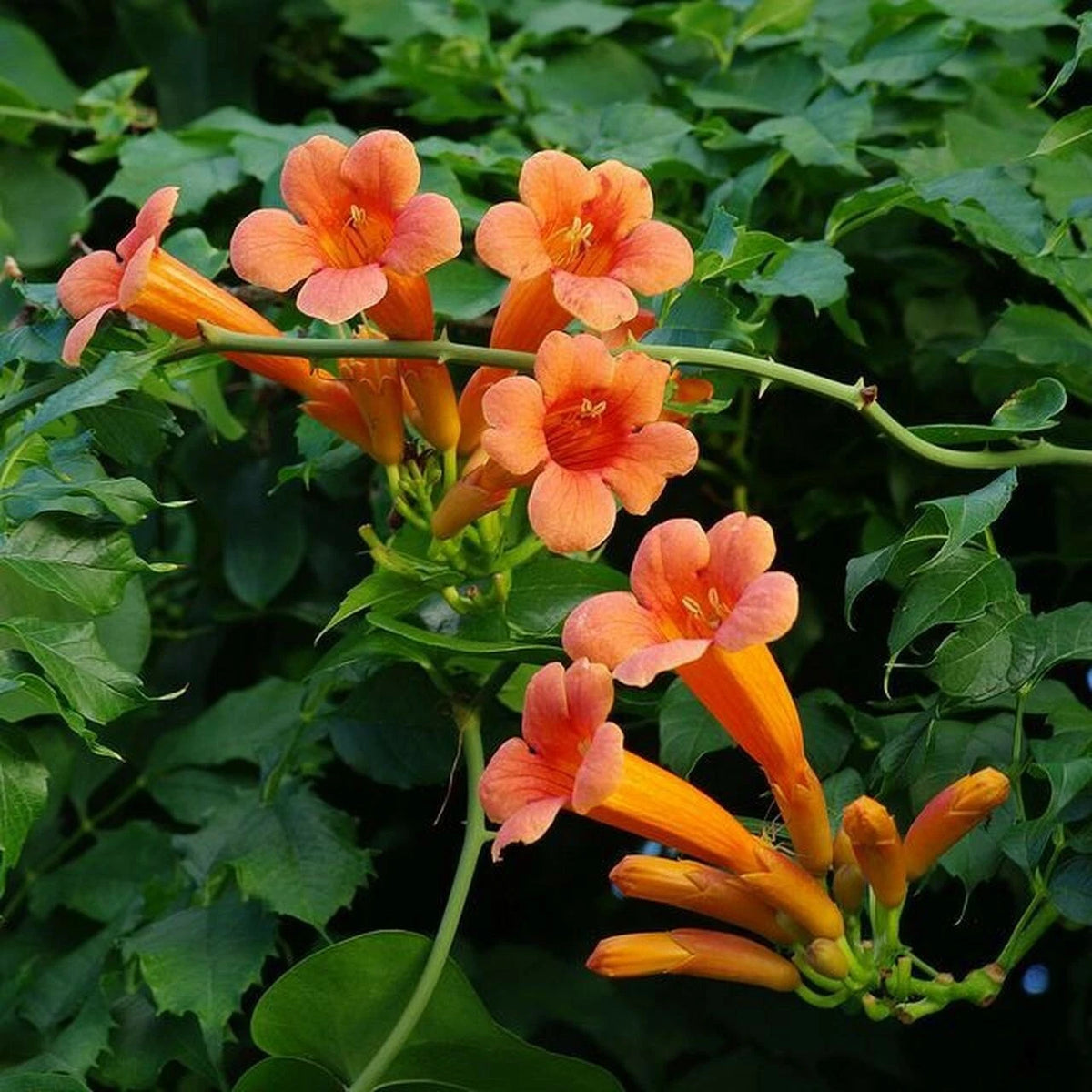 Orange Trumpet Vine Campsis Radicans – Perennial Garden Flower Seeds